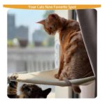 cat accessories Pakistan
