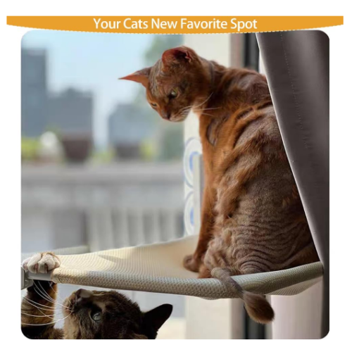 cat accessories Pakistan